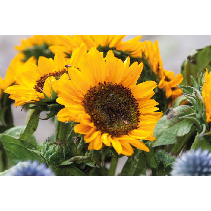 GIRASOL - Sunflower seeds in envelope