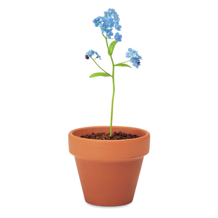 FORGET ME NOT - Terracotta pot 'forget me not'