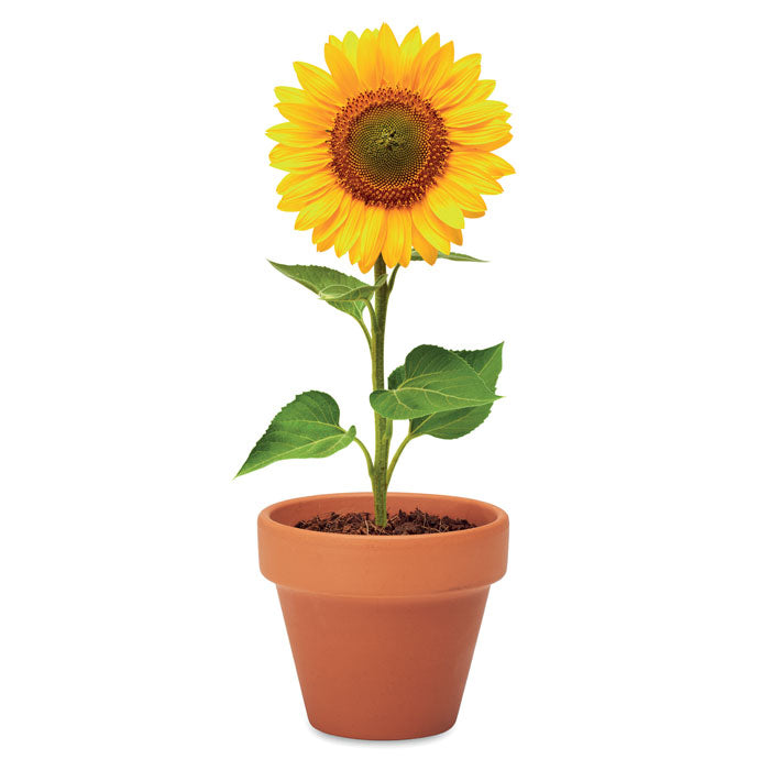 SUNFLOWER - Terracotta pot 'sunflower'