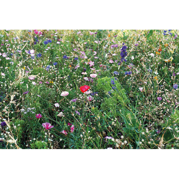 SEEDLOPEBEE - Flowers mix seeds in envelope