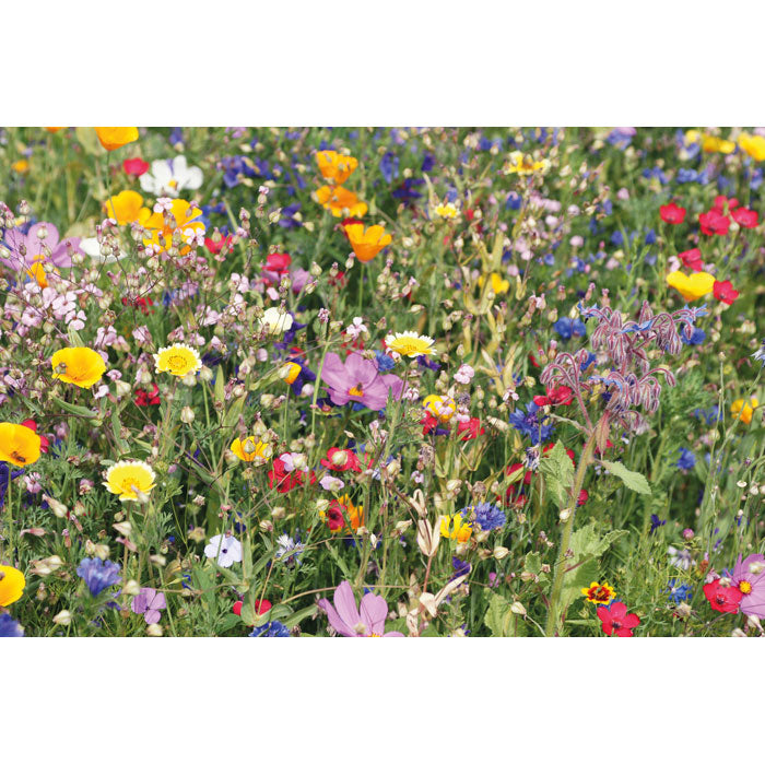 SEEDLOPE - Flowers mix seeds in envelope