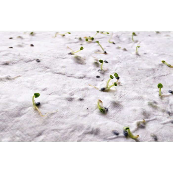 ASIDE - A5 wildflower seed paper sheet