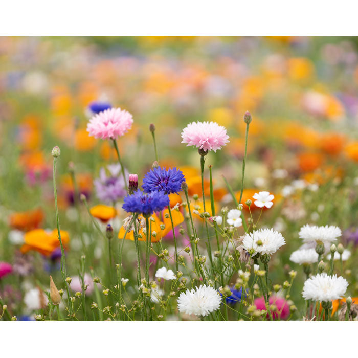 ASIDE - A5 wildflower seed paper sheet