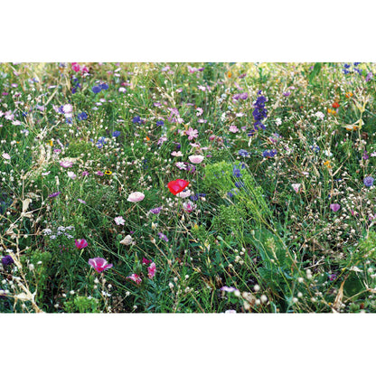SEEDLOPEBEE - Flowers mix seeds in envelope
