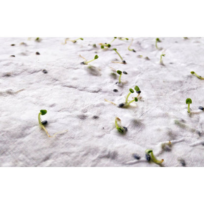 ASIDE - A5 wildflower seed paper sheet