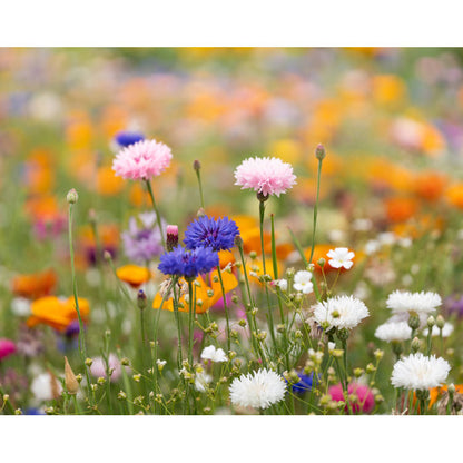 ASIDE - A5 wildflower seed paper sheet