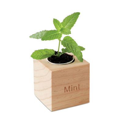 MENTA - Herb pot wood "MINT"